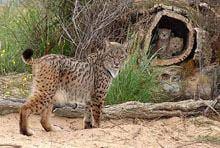 Lince vai regressar à Serra da Malcata