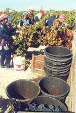 Região deve produzir 19 milhões de litros de
vinho