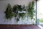 Crise contribui para aumento do cultivo de
cannabis no distrito