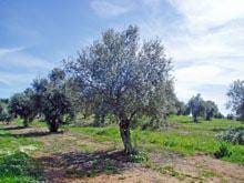 Olival biológico da Beira Interior tem luz
verde para avançar