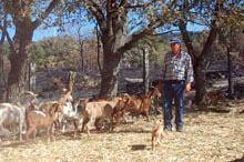 Mais de 100 criadores de gado dependentes da
        Câmara do Sabugal