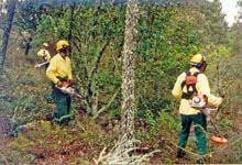 Governo deve cerca de três milhões de euros a sapadores florestais