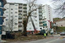 Árvore centenária cortada na Guarda