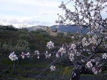 Primavera antecipada em Figueira e Foz Côa