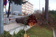Tempestade derrubou árvores e causou
        pequenas inundações