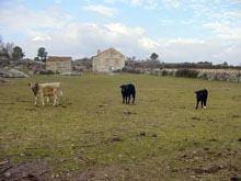 Agricultores reclamam apoio urgente