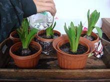 2010, Ano Internacional para a
Biodiversidade