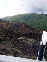 Mais fogos e área ardida no final de Julho