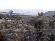 Guarda regista a maior área ardida do país