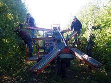 Novos e velhos tempos da fruta