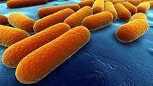 Bioeletricidade