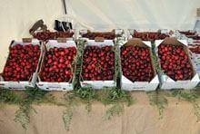 Cereja da Cova da Beira com «tendência a melhorar»