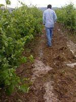 Tempestade leva 20 por cento da produção
        vinícola em Pinhel