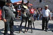 Burros desfilaram no Carpinteiro