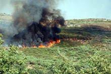 Fogos consumiram 916 hectares até junho