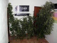 Mais plantas de cannabis apreendidas na zona
        da Guarda
