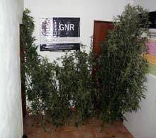 Cannabis, a planta que “ninguém” conhece