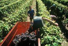 Quebra generalizada na produção de uvas da
        Beira Interior