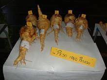 Festival da Cherovia regressa à Covilhã