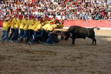 Capeia arraiana é Património Cultural
Imaterial