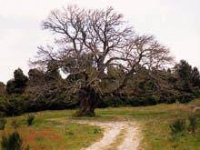Estado do Castanheiro de Guilhafonso
preocupa