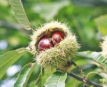 Sabugal estuda produção de castanha