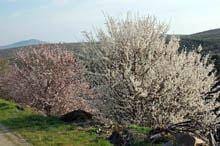 Fado fozcoense abriu Festa da Amendoeira em
Flor