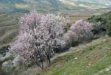 Amendoeiras em Flor