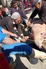 Matança típica do marrano recriada em
        Almeida