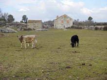 Agricultura e pecuária da região «seriamente comprometidas» pela seca