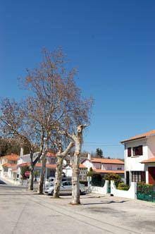 Árvores por podar indignam moradores