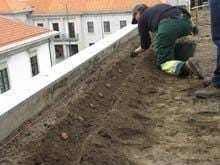 Legumes plantados no telhado da Câmara da
        Guarda