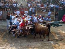 Sabugal declara tauromaquia de interesse
        municipal