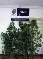 Apreendidas plantas de Cannabis na Rapoula