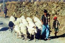 Fernão Joanes retoma Festa da Transumância