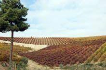 Produção vitivinícola da região
        «parcialmente comprometida» devido à seca