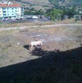 Animais pastam em espaço recuperado pelo
Polis