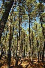 Floresta representa 3 por cento do PIB
        português