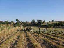 O negócio da bela-luz e perpétua das areias
floresce nas Freixedas