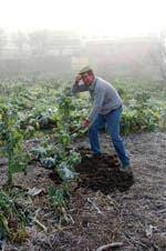 Guardenses recorrem à agricultura pela saúde
da economia familiar