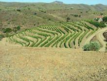 Amigos do Porto produzem vinho em Muxagata