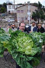 Couves de Natal foram rainhas em Celorico da
        Beira
