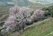 Festa da Amendoeira em Flor anima Foz Côa