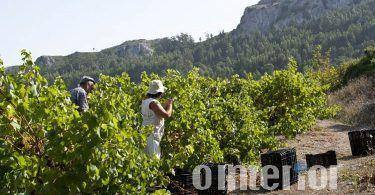 Adegas cooperativas da região destacam o bom estado de maturação das uvas