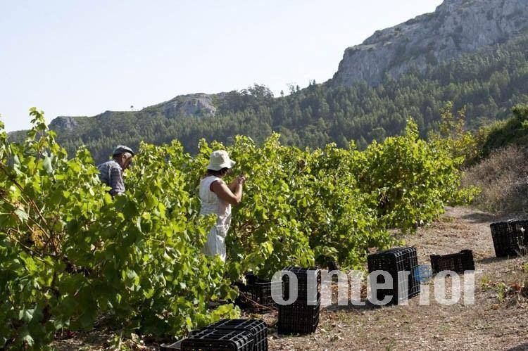 Adegas cooperativas da região destacam o bom estado de maturação das uvas