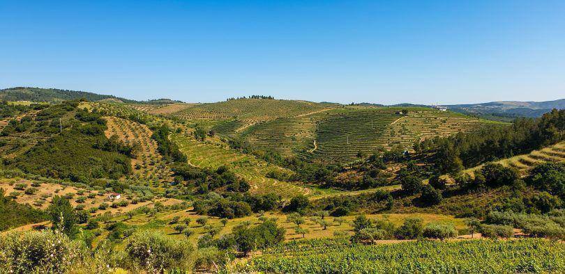 Mêda Vinha Rdd (00000002)