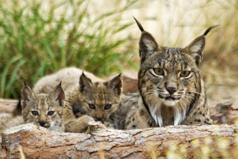 Lince