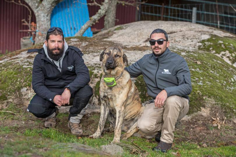 Rewilding Portugal Surveillance Team Hati The Life Wolflux Guard Dog 1