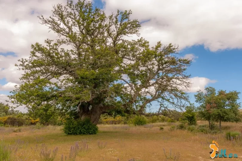 Castanheiro Gigante De Guilhafonso Na Guarda Primavera