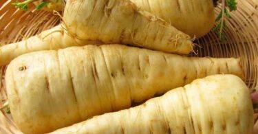 Cherovia Ou Pastinaga Longa De Guernesey Pt 500 0023950